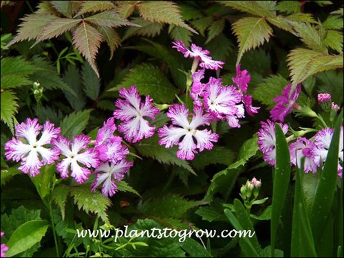 Primula Lacy Lady sharing space with an Astilbe. (May 21)
